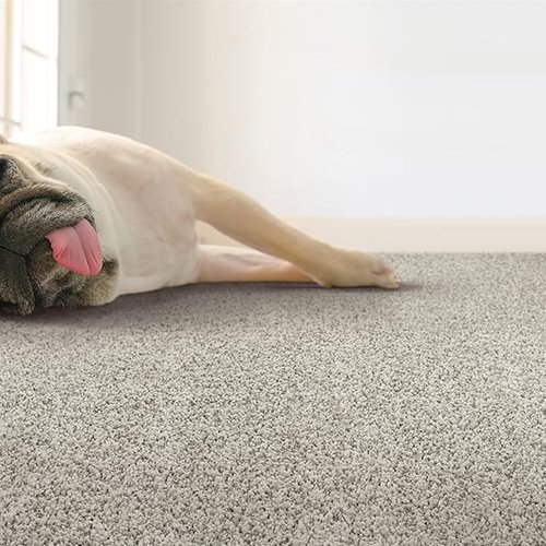 EverStrand Carpet in Bensalem, PA